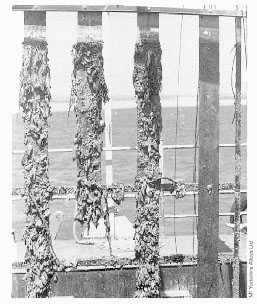 Exposure Panels. Panels after 12 months exposure at Langstone Harbour, UK. Left to right: Steel, 90-10 Copper-Nickel Sheathed Steel, Copper-Nickel; all products with aluminum anodes. Far right: unprotected copper nickel. There is no fouling on the unprotected Copper-Nickel.